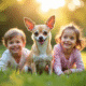 Chiot chihuahua souriant avec enfants en plein air